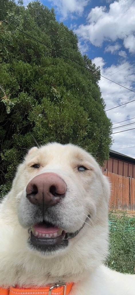 Happy dog adventure buddy